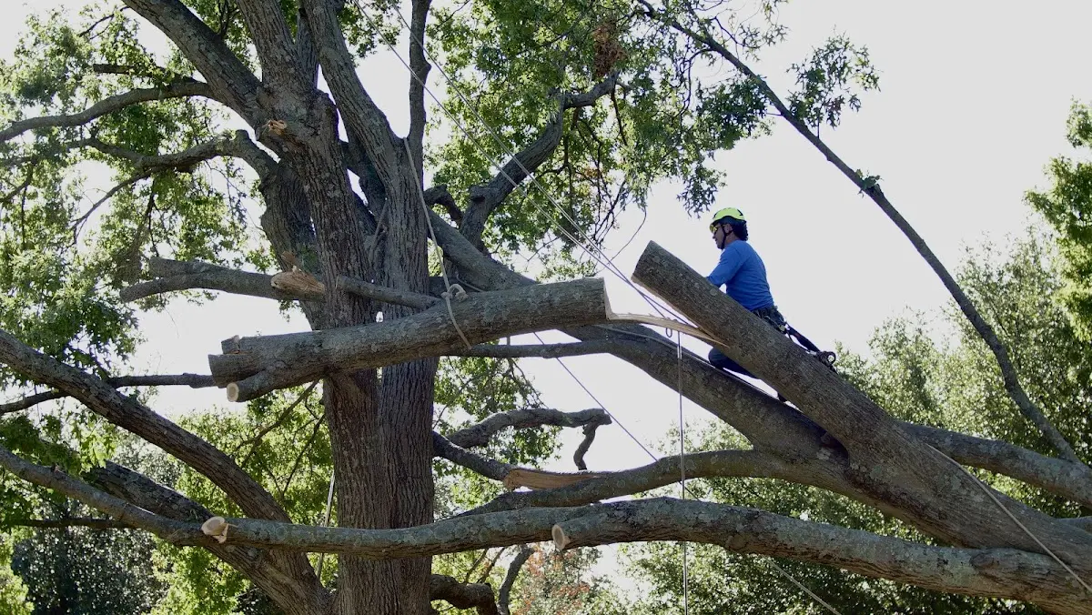 Professional Hazardous Tree Removal performed by certified arborists in Newbern